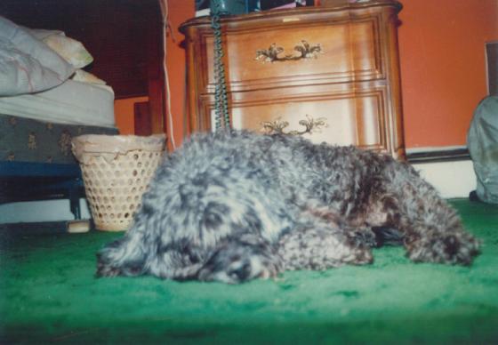 560_Bobo